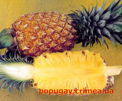 ананас для попугая