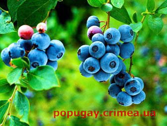черника