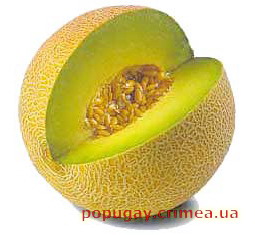 дыня медовая