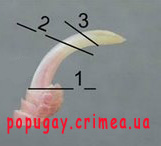 Когти попугая