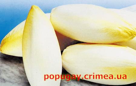 цикорий