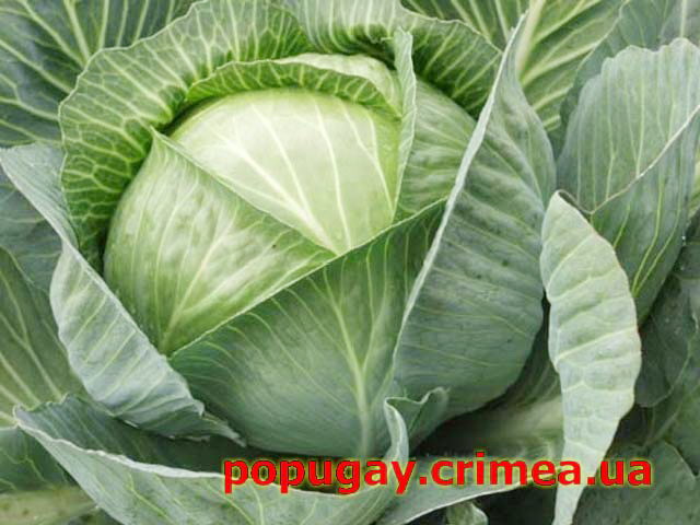 капуста