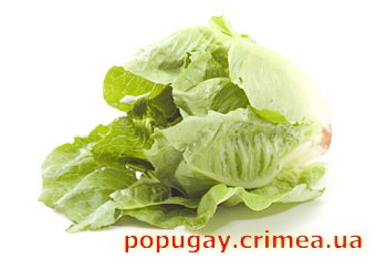 салат кочанный и листовой
