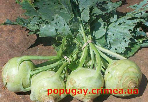 кольраби