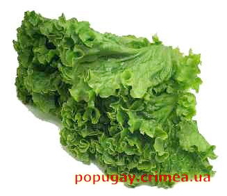 салат латук