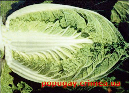 пекинская капуста
