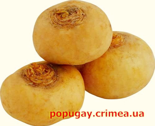 репа