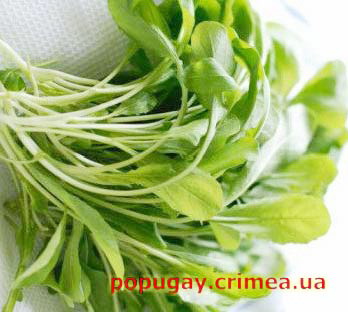 рукола