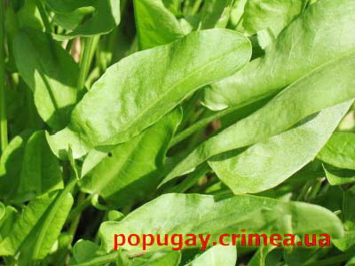 щавель