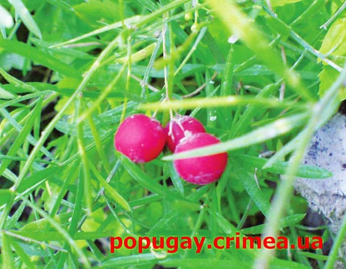 Аспарагус