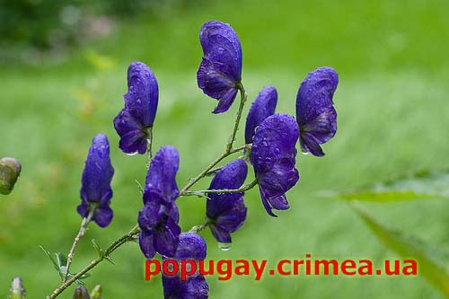 Борец