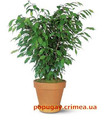 Фикусы