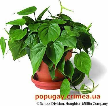 Филодендрон