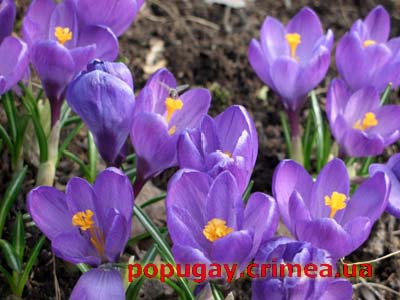 Крокус
