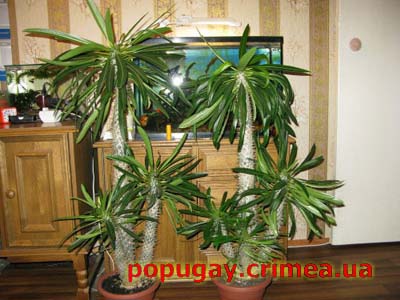 Пахиподиум