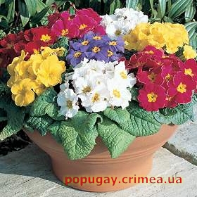 Примула