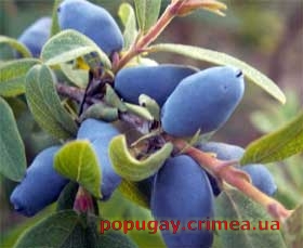 Жимолость