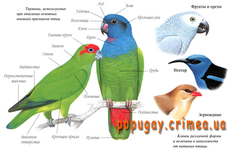 признаки птиц