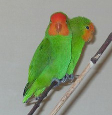 Оранжевоголовый неразлучник, Agapornis pullarius