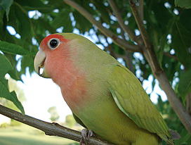 ����������� �����������, Agapornis roseicollis