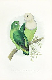 Сероголовый неразлучник, седоголовый, Agapornis canus