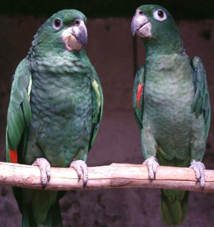 ������������� ������, Amazona imperialis