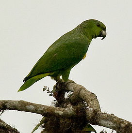 ���������� ������,�Amazona mercenaria