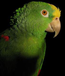 Суринамский амазон, Amazona ochrocephala