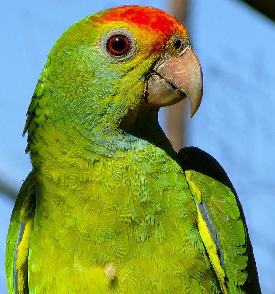 Краснобровый амазон, Amazona rhodocorytha