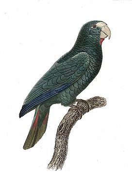 Черноухий амазон, или доминиканский, Amazona ventralis