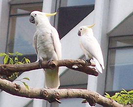 Малый желтохохлый какаду, Cacatua sulphurea, син. Plyctolophus sulphurea