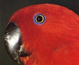 Eclectus roratus aruensis