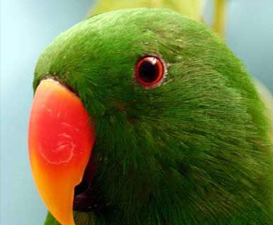 Eclectus roratus aruensis