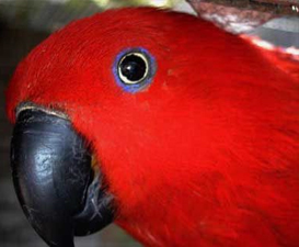 Eclectus roratus biaki