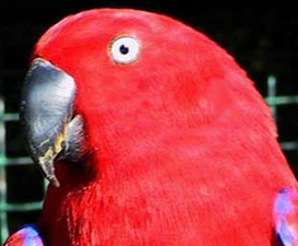 Eclectus roratus cornelia