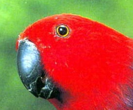 Eclectus roratus roratus