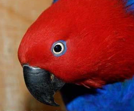 Eclectus roratus solomonensis