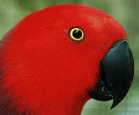 Eclectus roratus vosmaeri 