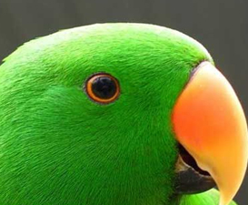 Eclectus roratus vosmaeri 